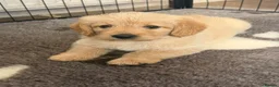 Labradoodle dogs for sale: Miniature labradoodle puppies  - Advert 8