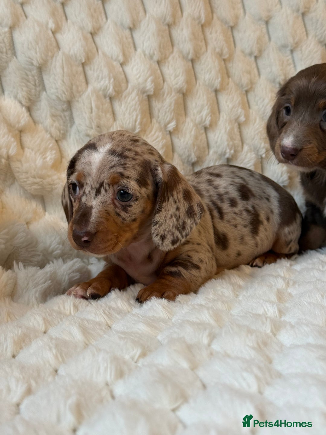 Miniature Dachshund dogs for sale: 💎MINATURE DACSHUND PUPPIES💎 - Advert 8