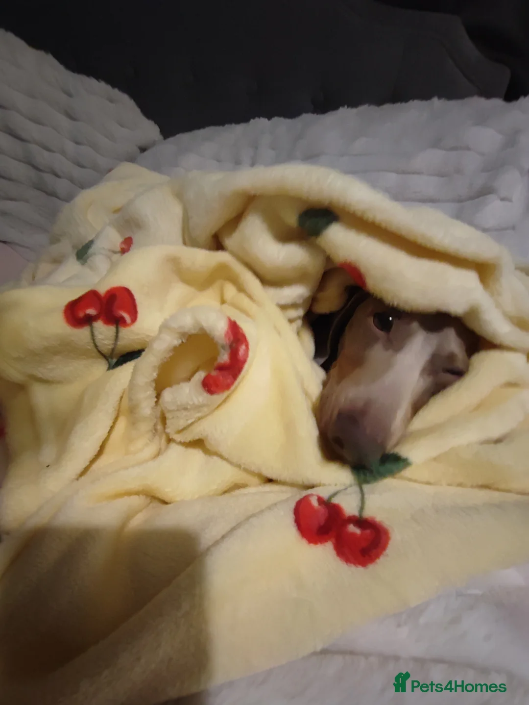 Miniature Dachshund dogs for stud: Max isabelle dachshund for stud - Advert 6