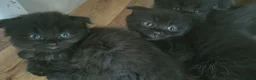 Scottish Fold cats for sale: Full pedigree Scottish fold kittens 8 wks old - Advert 6