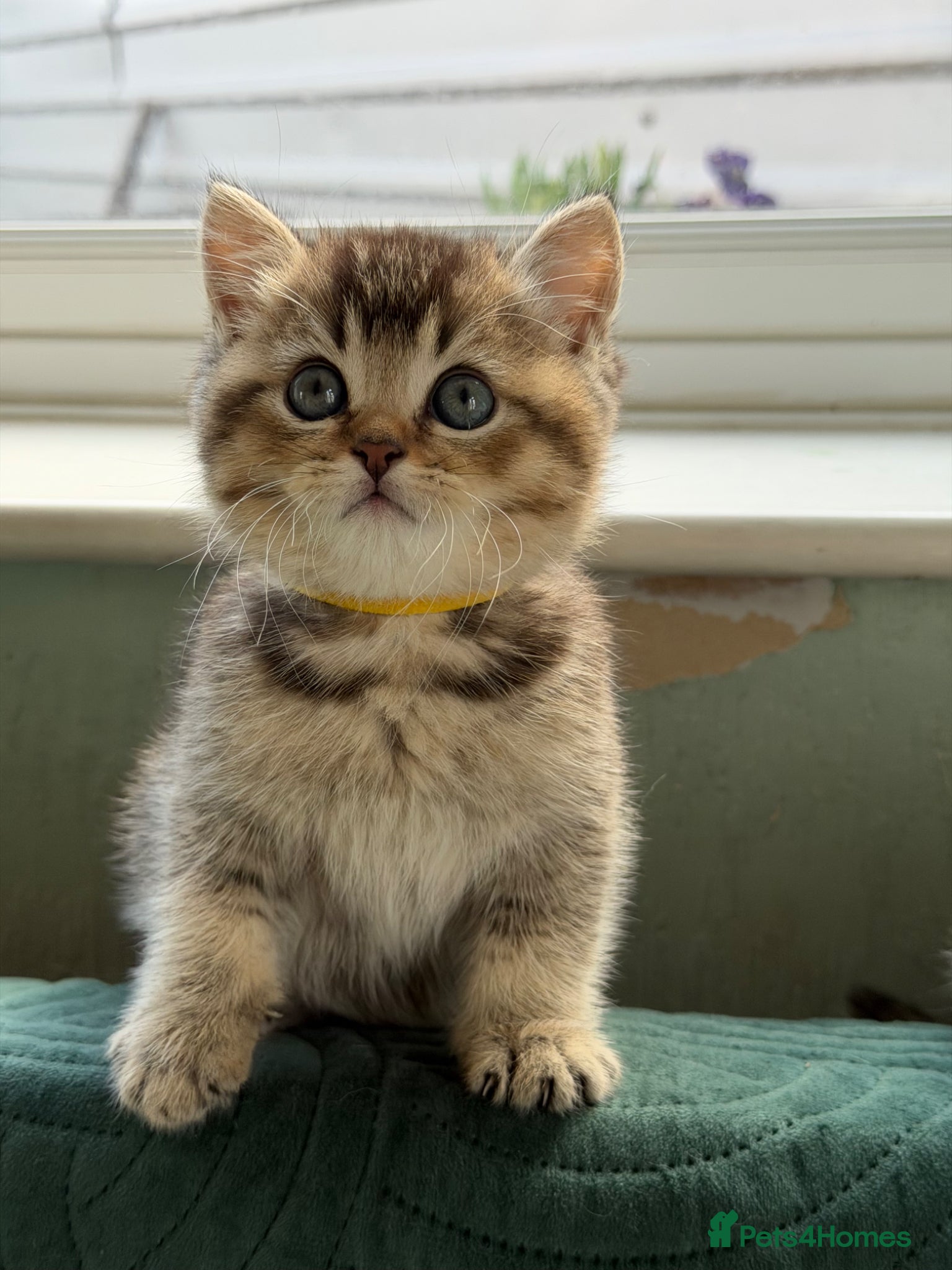 British Shorthair cats British shorthair kitten(one left)chocolate golden - Advert 1