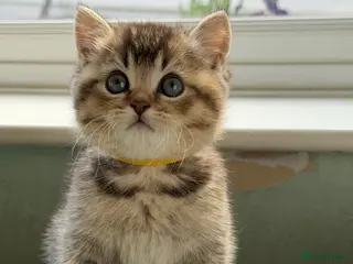 British Shorthair cats British shorthair kitten(one left)chocolate golden - Advert 1