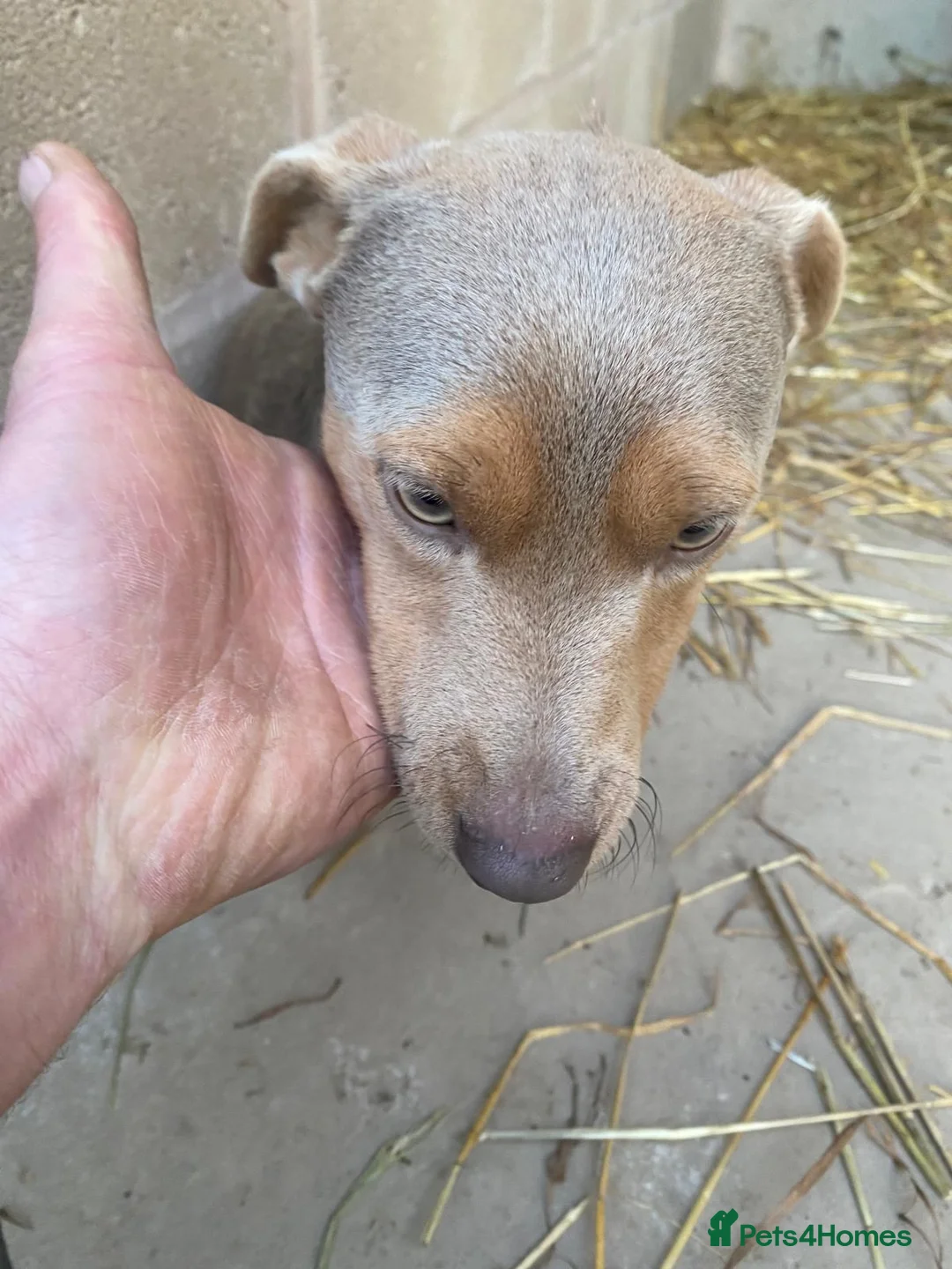 Jack Russell dogs for sale: Stunning Jack Russell puppies fr sale-all colours  - Advert 33