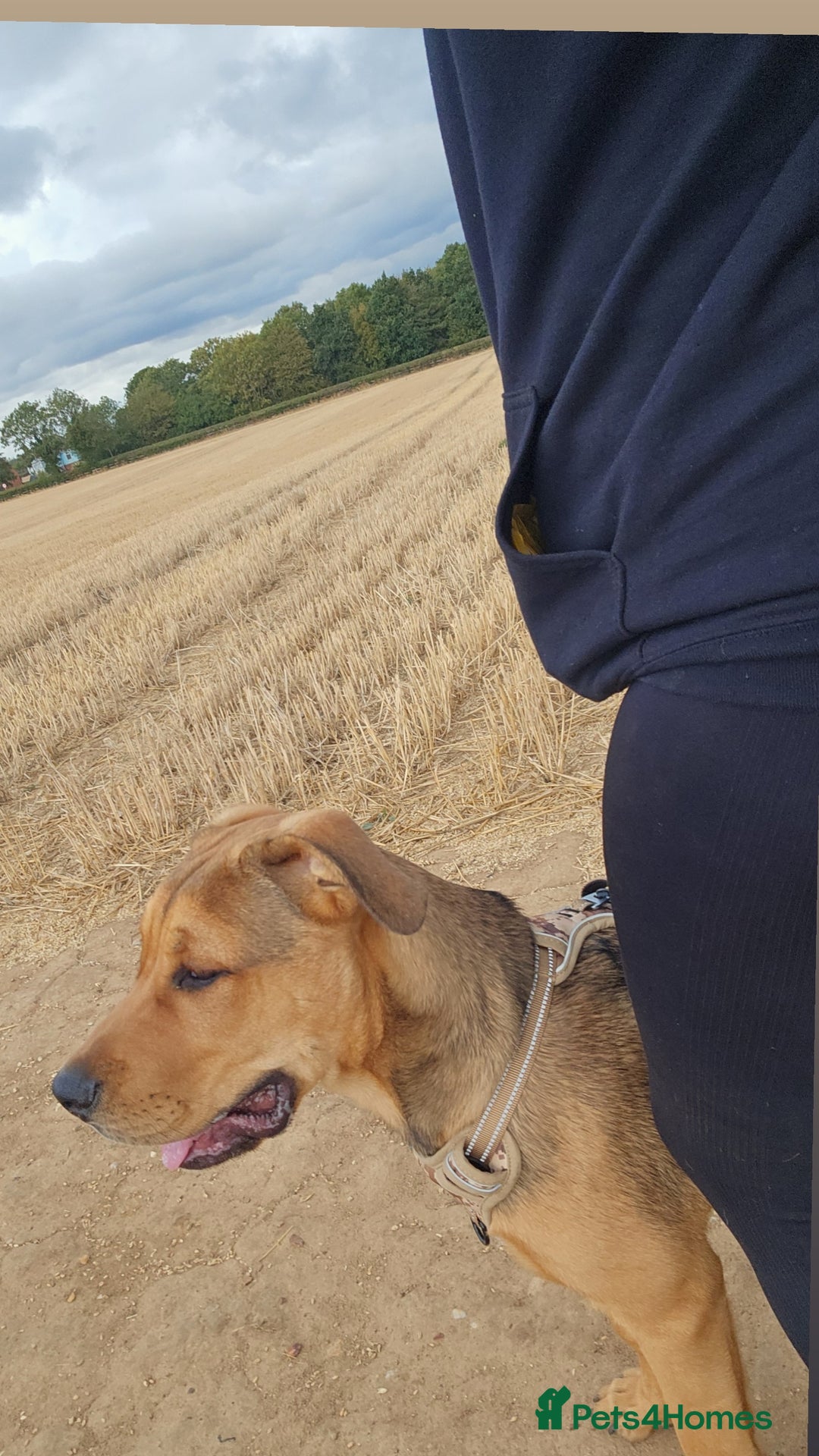 Mixed Breed dogs for sale: 5 month old bullmastiff x Dogue de Bordeaux - Image 2