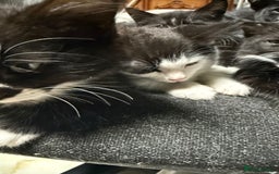 Korat cats for sale: KITTENS FOR FREE!!! NEED GONE ASAP! - Image 17