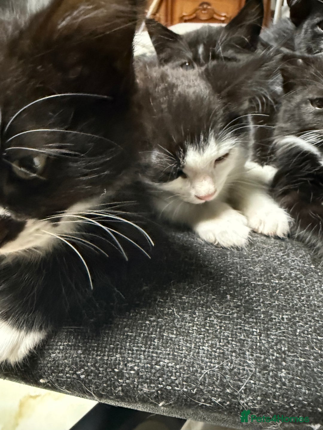Korat cats for sale: KITTENS FOR FREE!!! NEED GONE ASAP! - Image 17