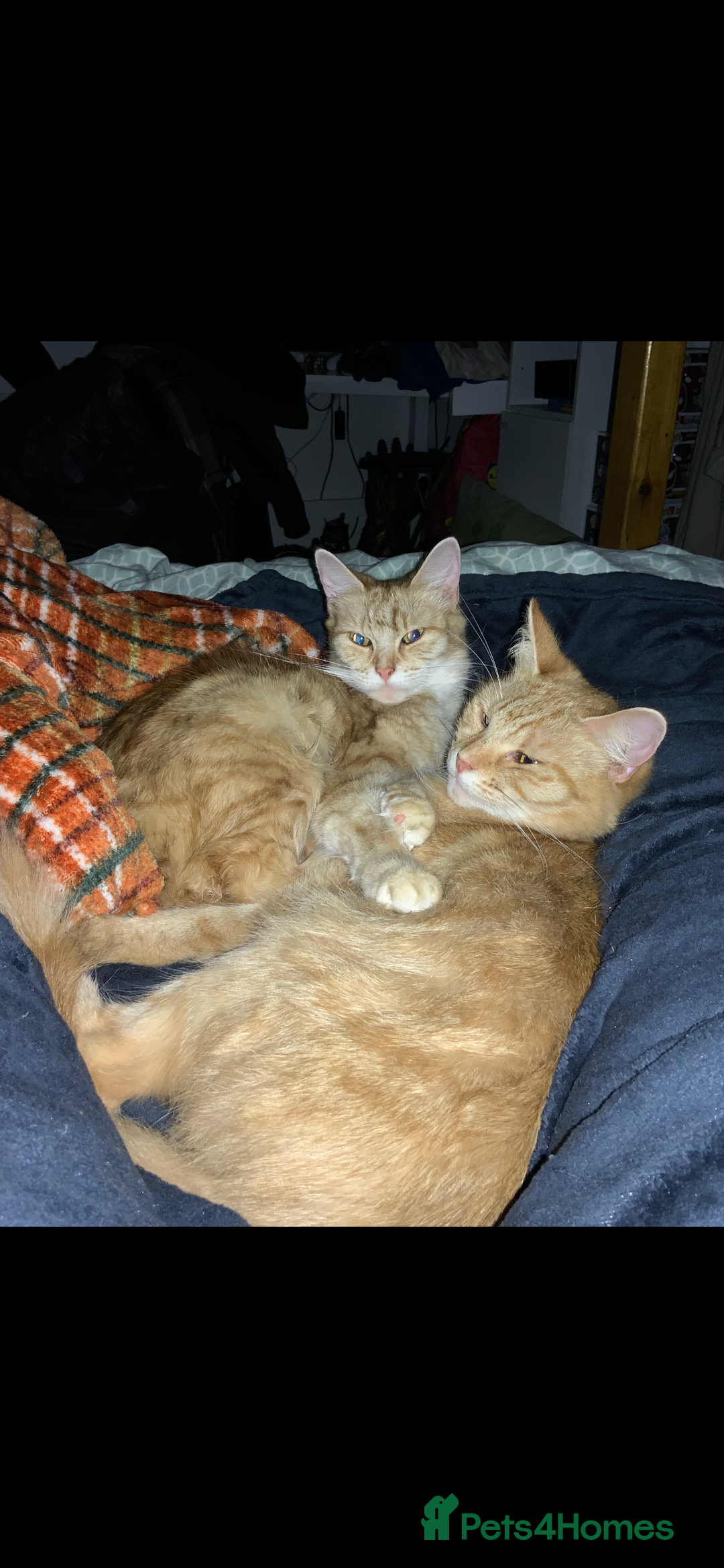 Mixed Breed cats for sale: Sammy and Tammy  - Advert 1