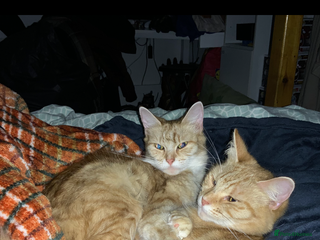 Mixed Breed cats Sammy and Tammy - Advert 1