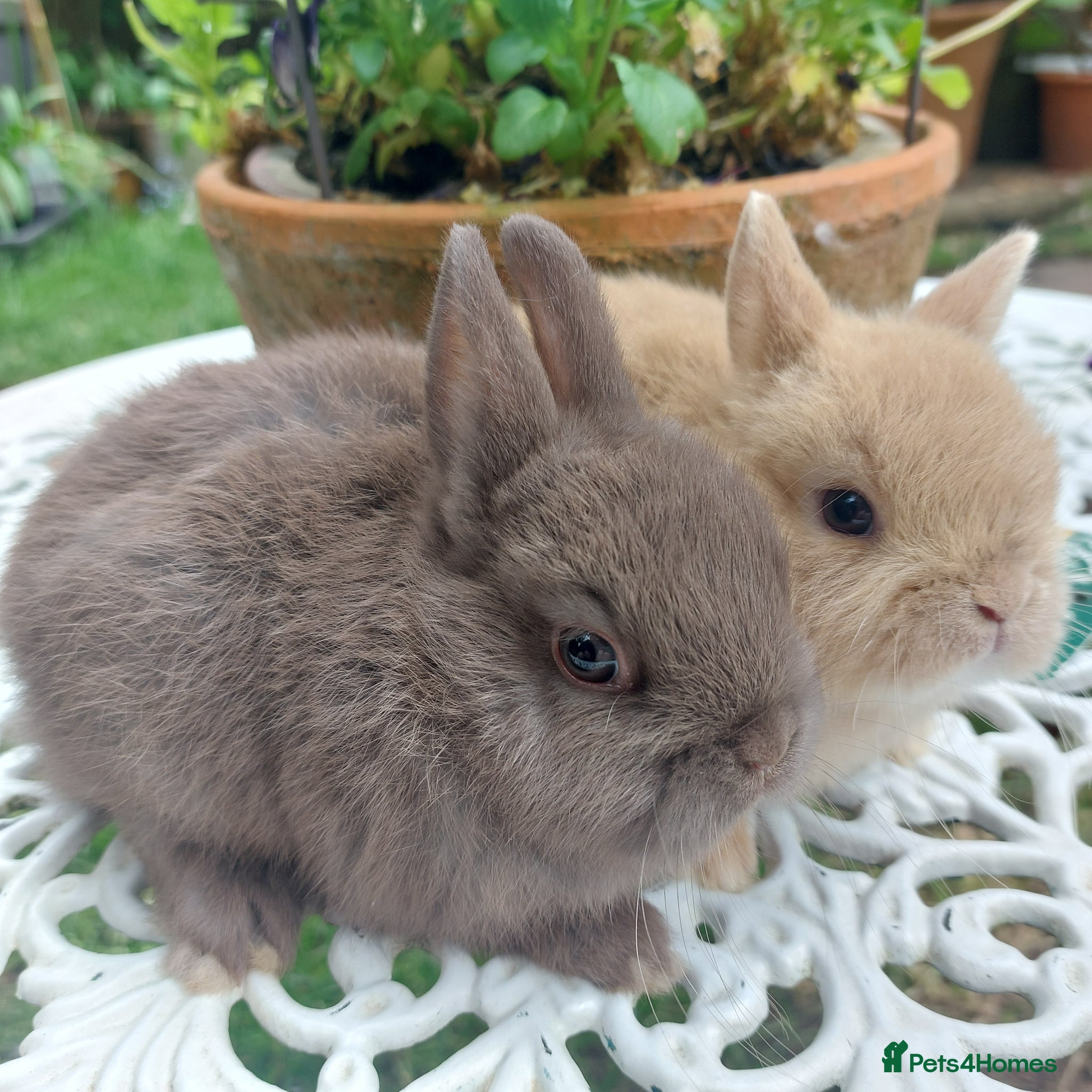 Netherland Dwarf rabbits for sale: NEATHERLAND DWARF BABIES  - Advert 7