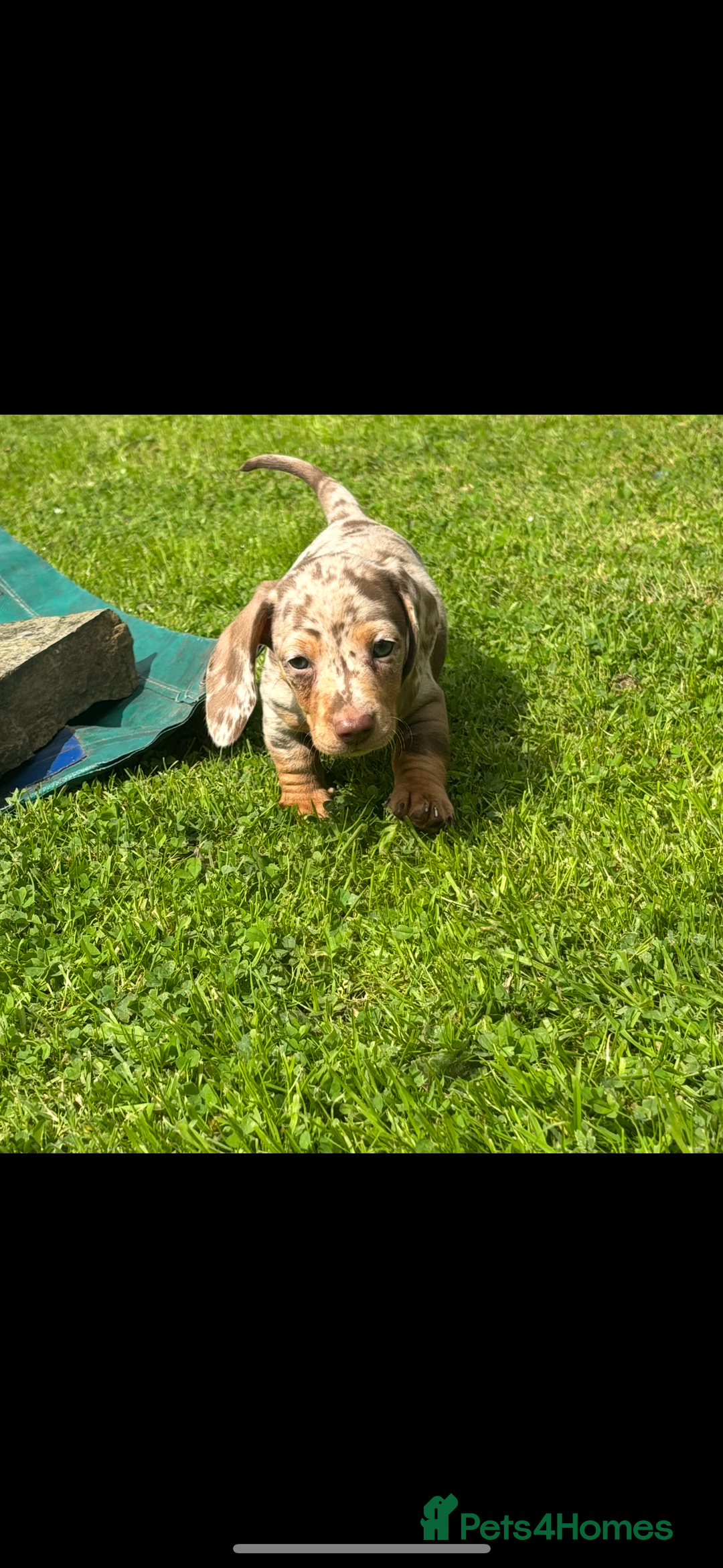 Miniature Dachshund dogs for sale: ❤️❤️Miniature dachshund ❤️❤️ - Image 10