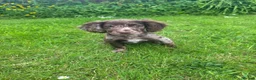 Cocker Spaniel dogs for sale: Cocker spaniel puppies for sale in ELY - Advert 6