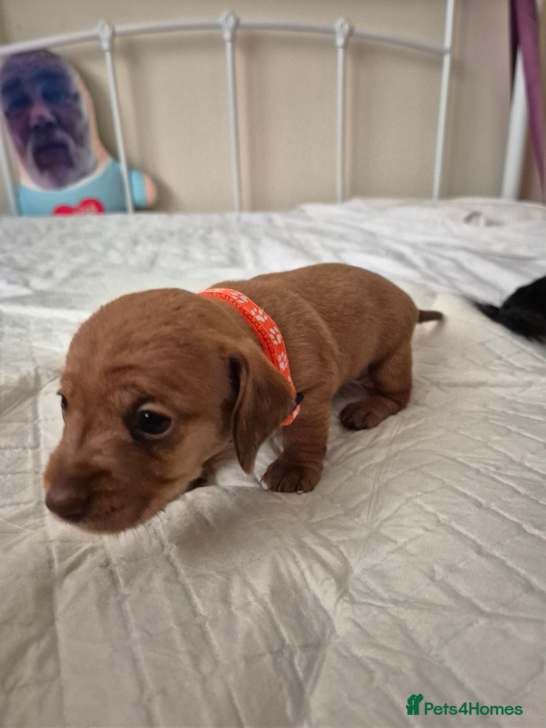 Dachshund dogs for sale: Smooth Haired Dachshund puppies - Advert 2