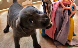 Labrador Retriever dogs for sale: THE LAST 4 KC HEALTH TESTED LABS READY TO NOW.  - Image 9