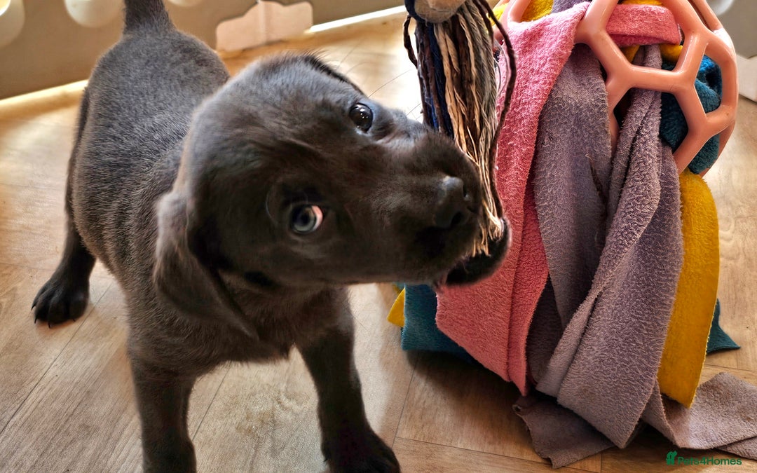 Labrador Retriever dogs for sale: THE LAST 4 KC HEALTH TESTED LABS READY TO NOW.  - Image 9
