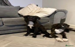 Mixed Breed dogs for sale: Staff cross puppies  - Image 9