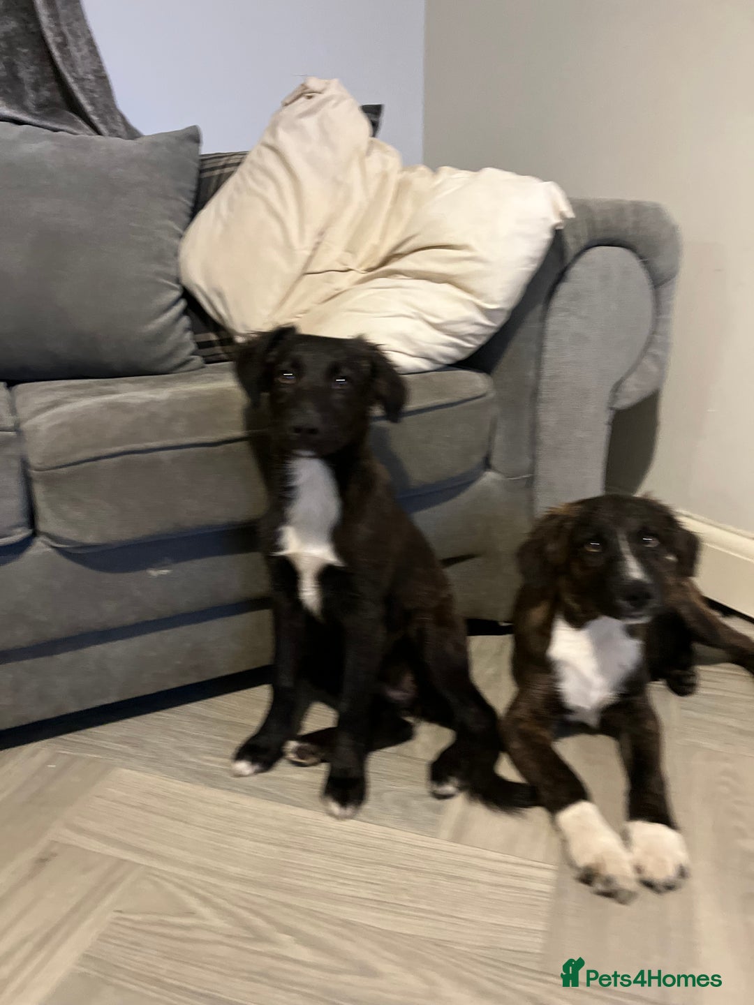 Mixed Breed dogs for sale: Staff cross puppies  - Image 9