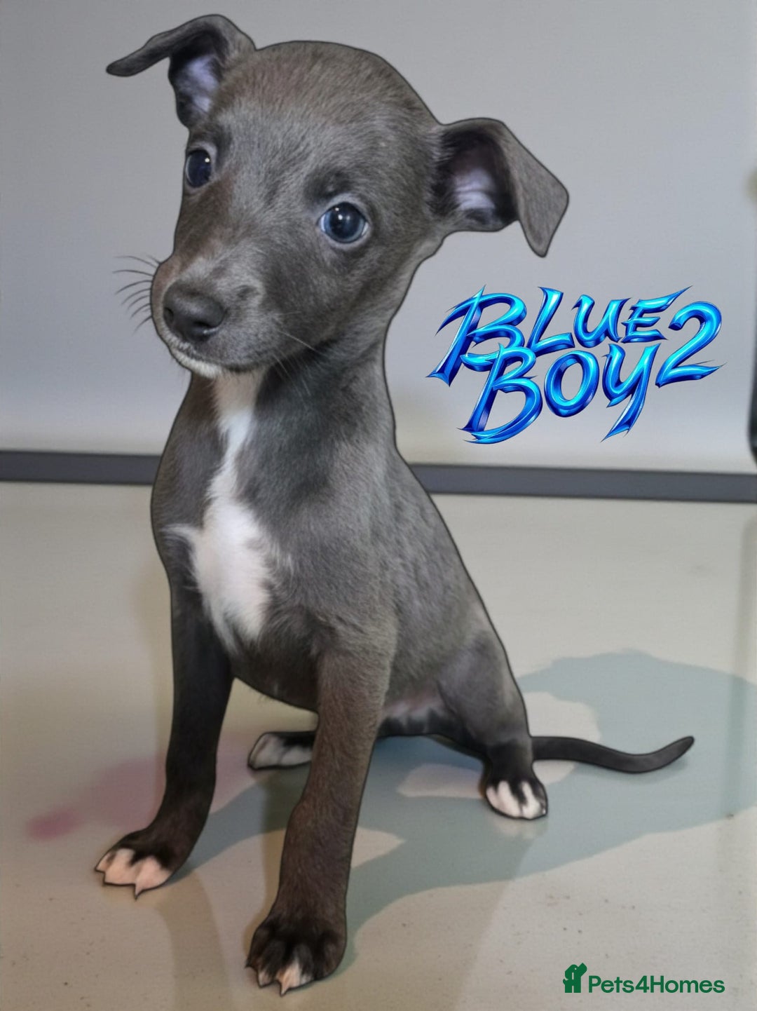 Whippet dogs for sale: 5 beautiful male whippet puppies  - Advert 6