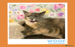 Mixed Breed cats for adoption: A golden girl looking for love - Image 6