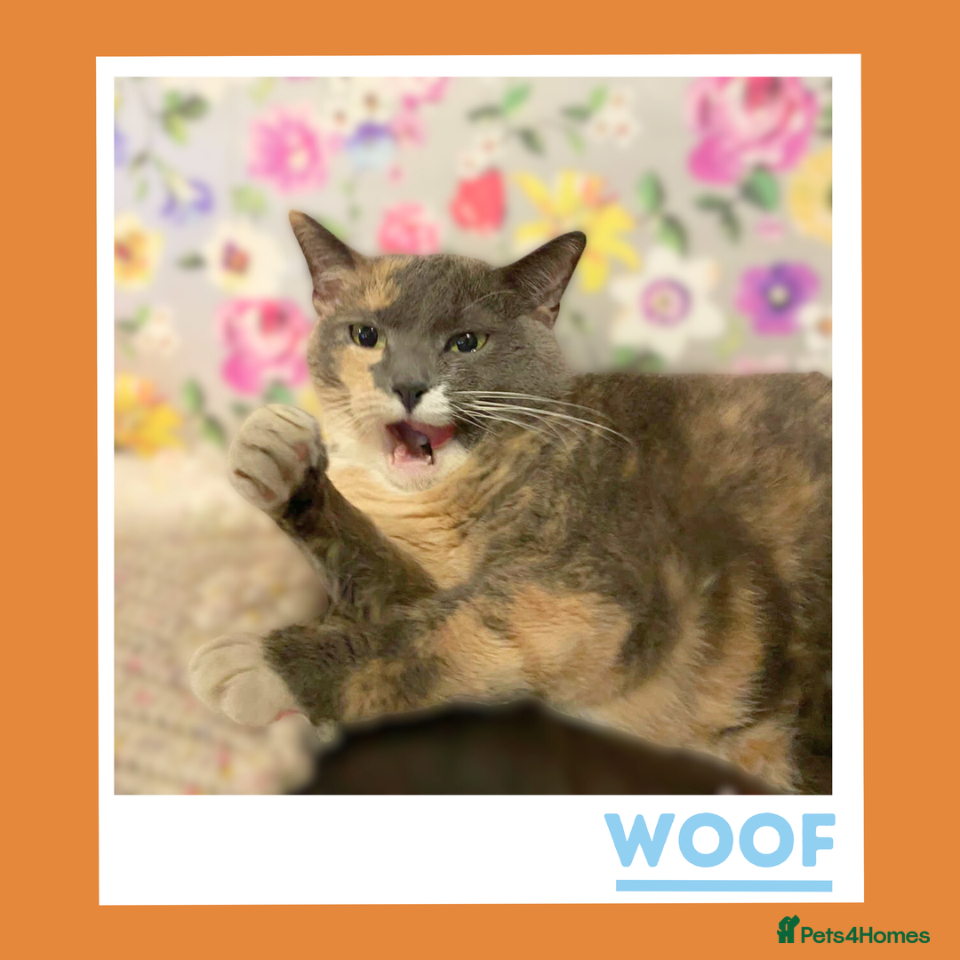 Mixed Breed cats for adoption: A golden girl looking for love - Image 6