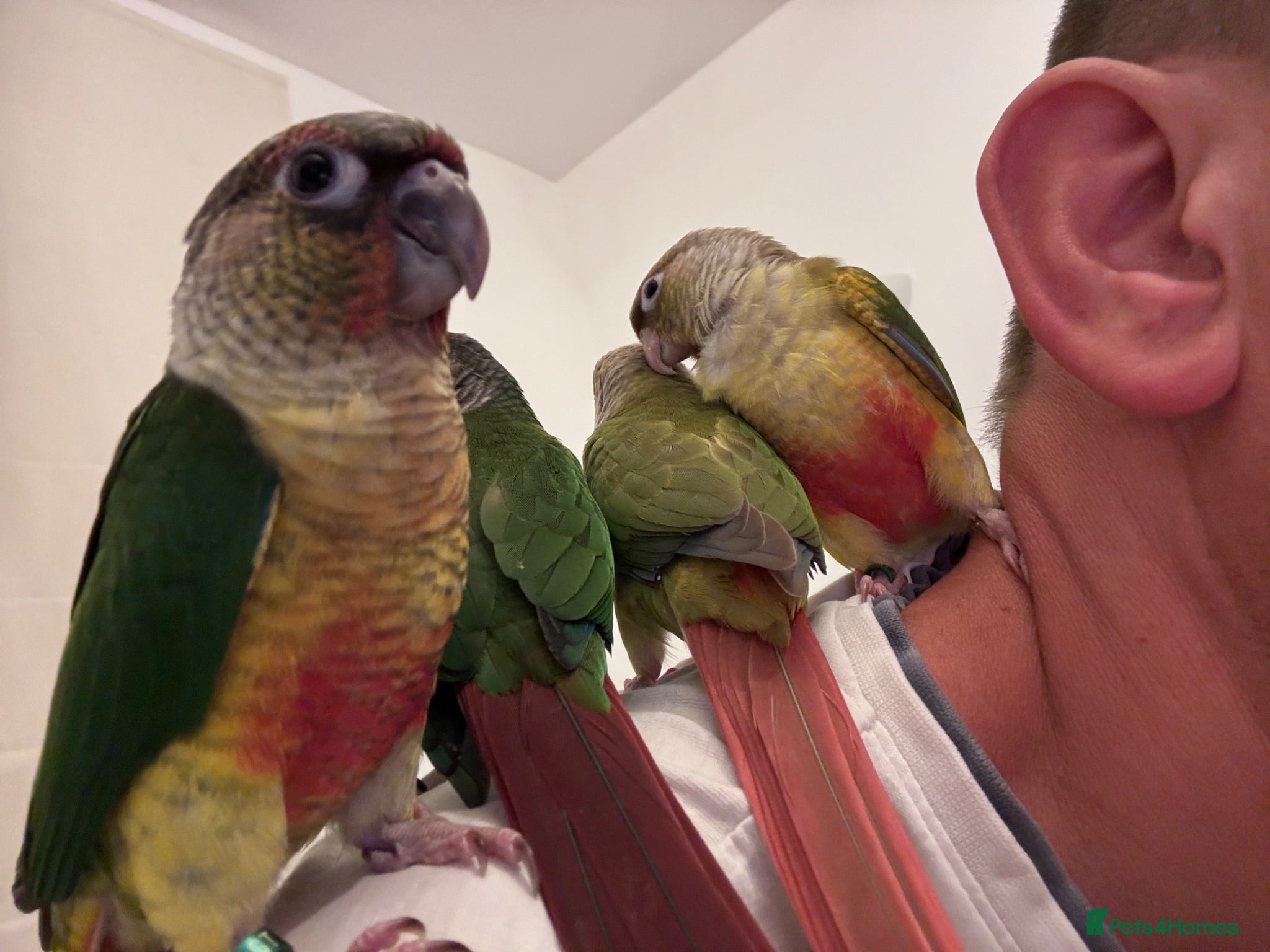 Conures birds Tamed baby conures - Advert 2