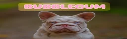 French Bulldog dogs for sale: Caramel PINK French bulldog - Advert 12