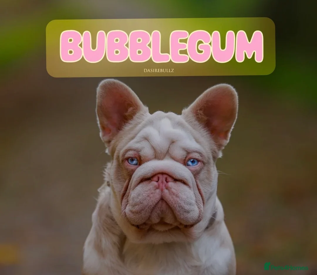French Bulldog dogs for sale: Caramel PINK French bulldog - Advert 12