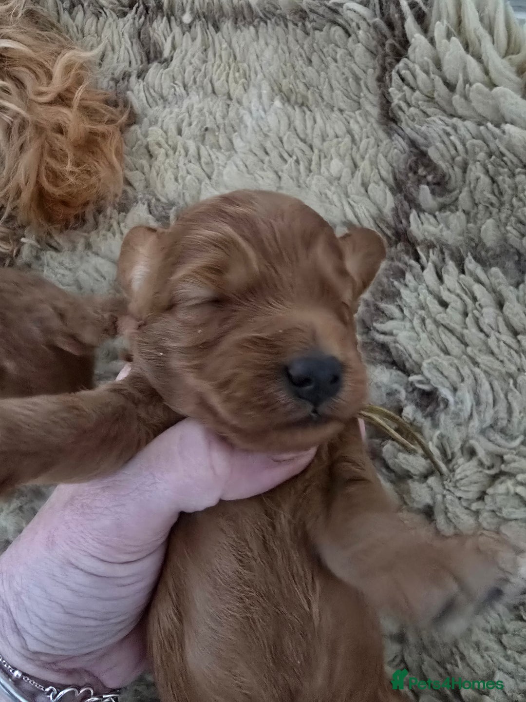 Cockapoo dogs for sale:  Toy cockerpoo health tested licensed Breeder  - Advert 11