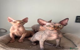 Sphynx cats for sale: Beautiful sphinx kittens  - Image 1