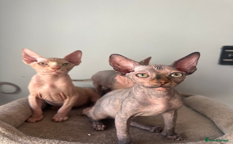 Sphynx cats - Advert 1
