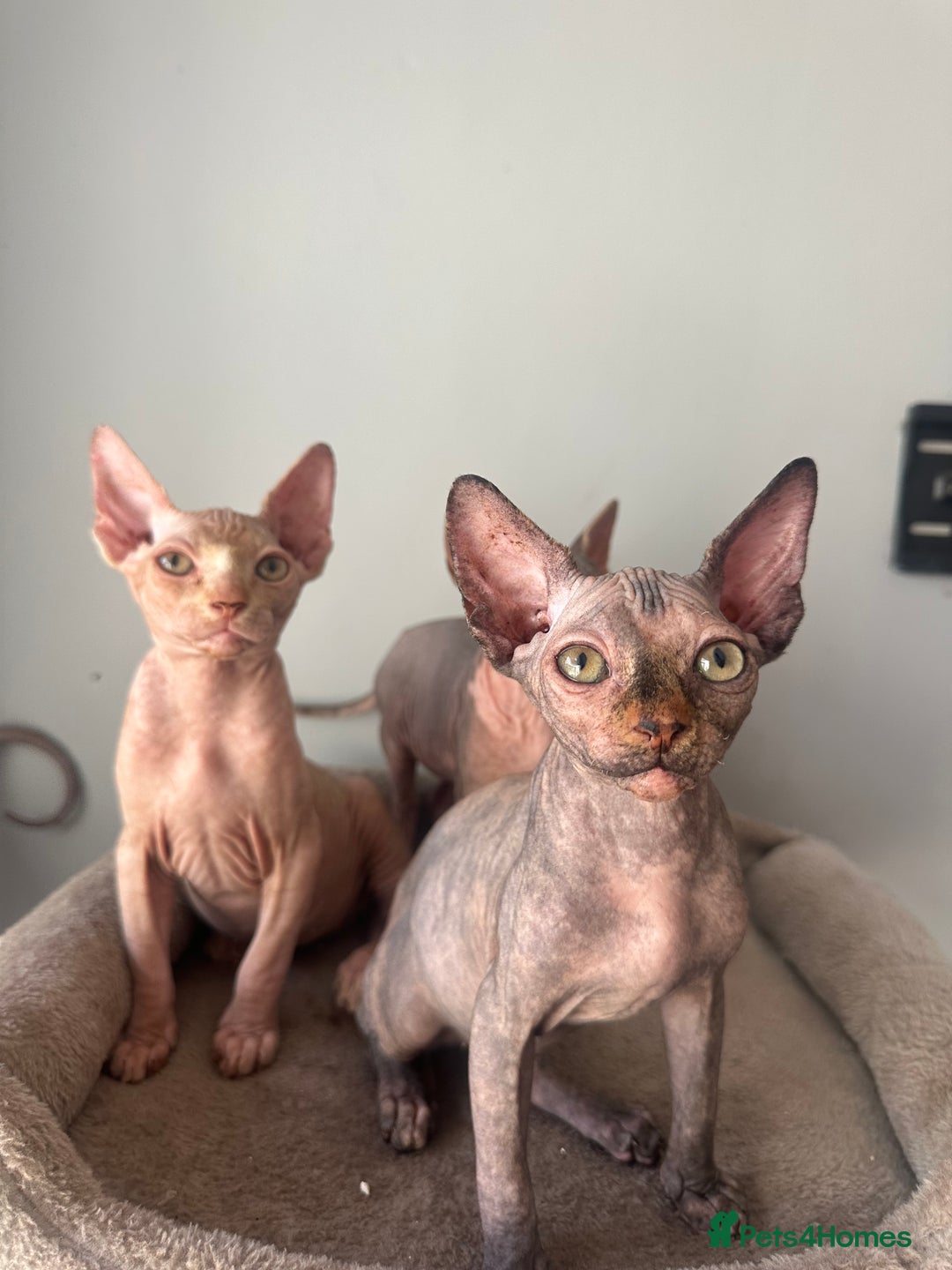 Sphynx cats for sale: Beautiful sphinx kittens  - Image 1
