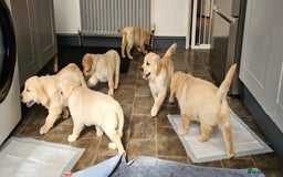 Golden Retriever dogs for sale: Ready to leave KC registered golden retriever - Image 9