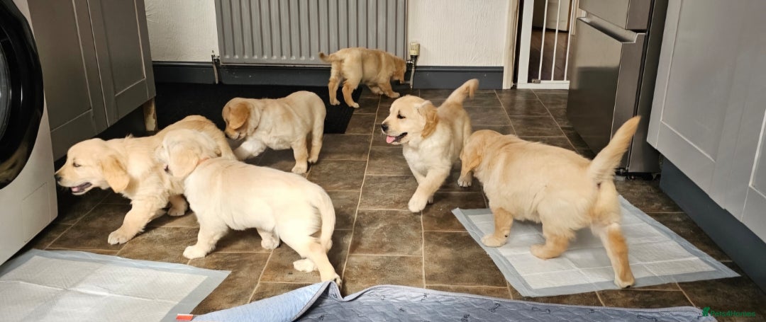 Golden Retriever dogs for sale: Ready to leave KC registered golden retriever - Image 9