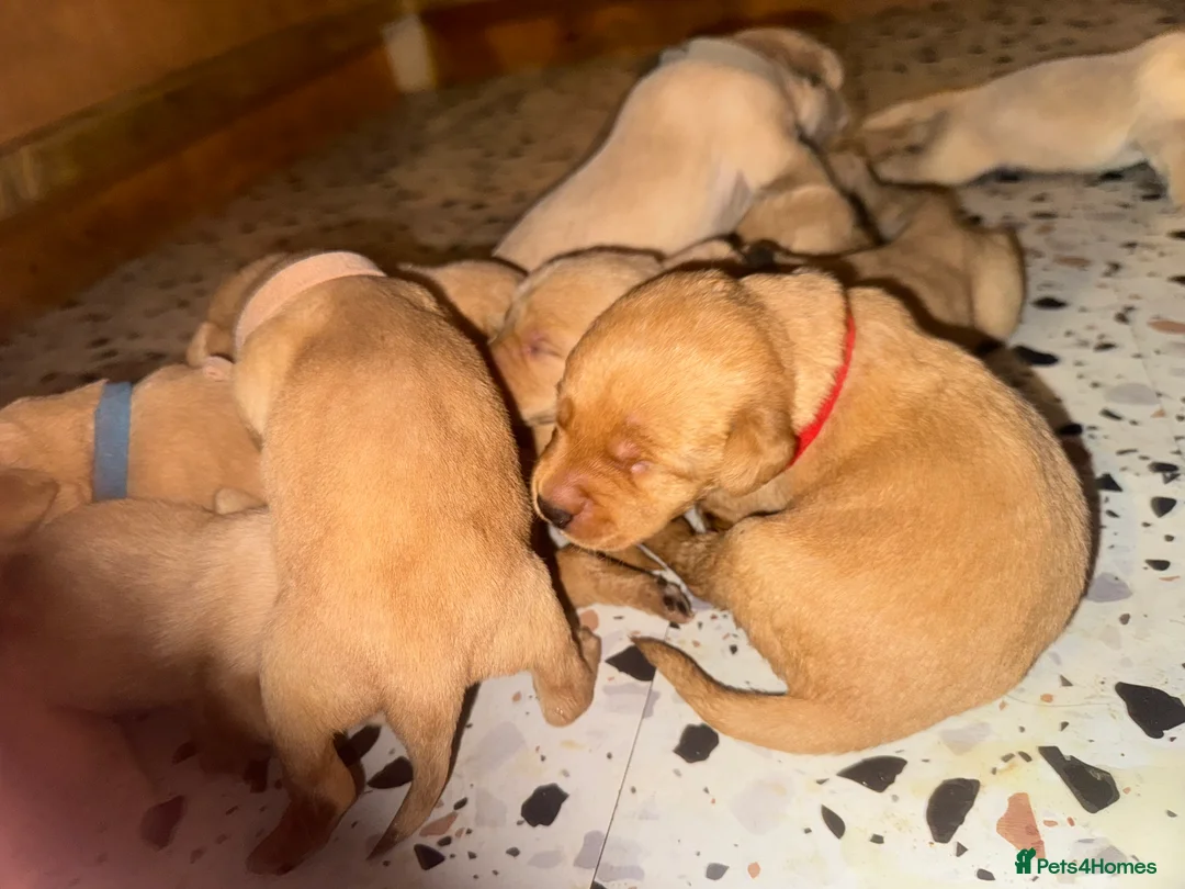 Labrador Retriever dogs for sale: Red and dark yellow KC labrador puppies  - Advert 8