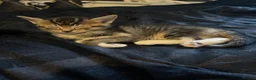 Abyssinian cats for sale: STUNNING ABYSSINIAN MIXED BABIES NEEDING HOMES  - Advert 14