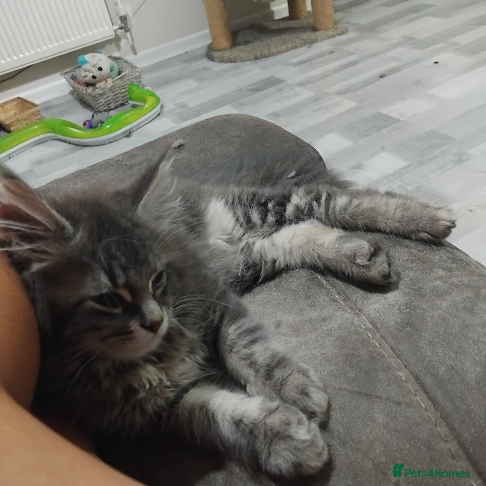 Maine Coon cats 3 purebred Maine Coon kittens - Advert 8