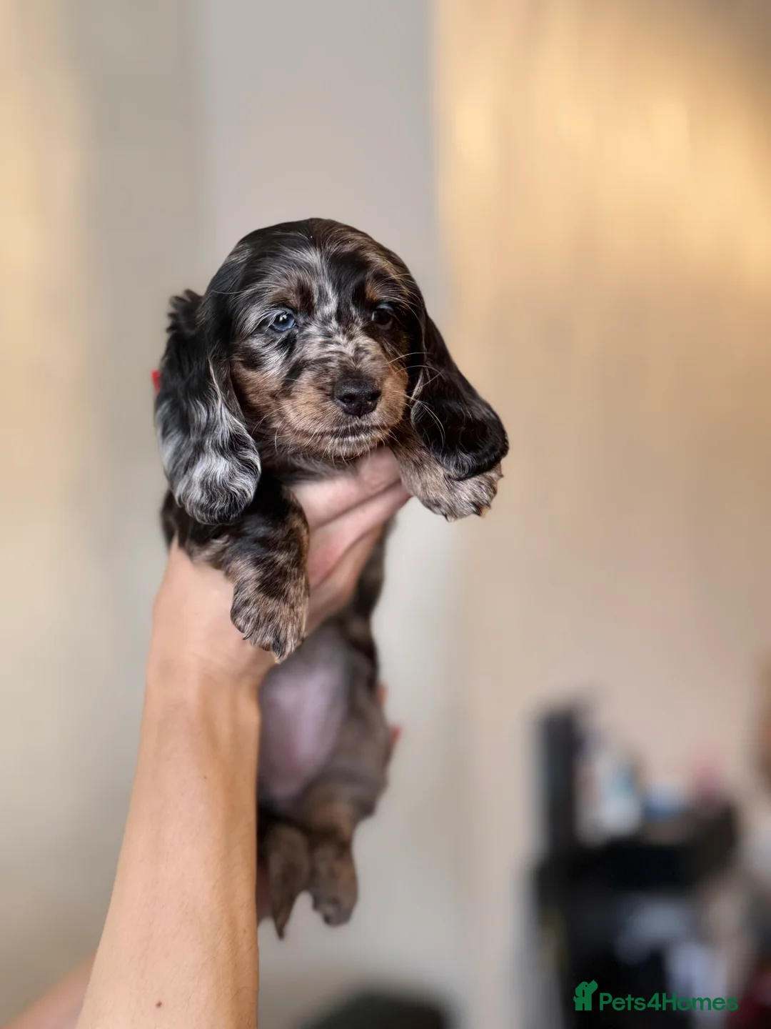 Miniature Dachshund dogs for sale: Mini long hair dachshunds  - Advert 8