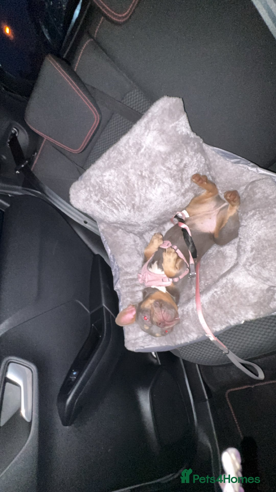 French Bulldog dogs for sale: 2 French bulldog sisters  - Advert 5