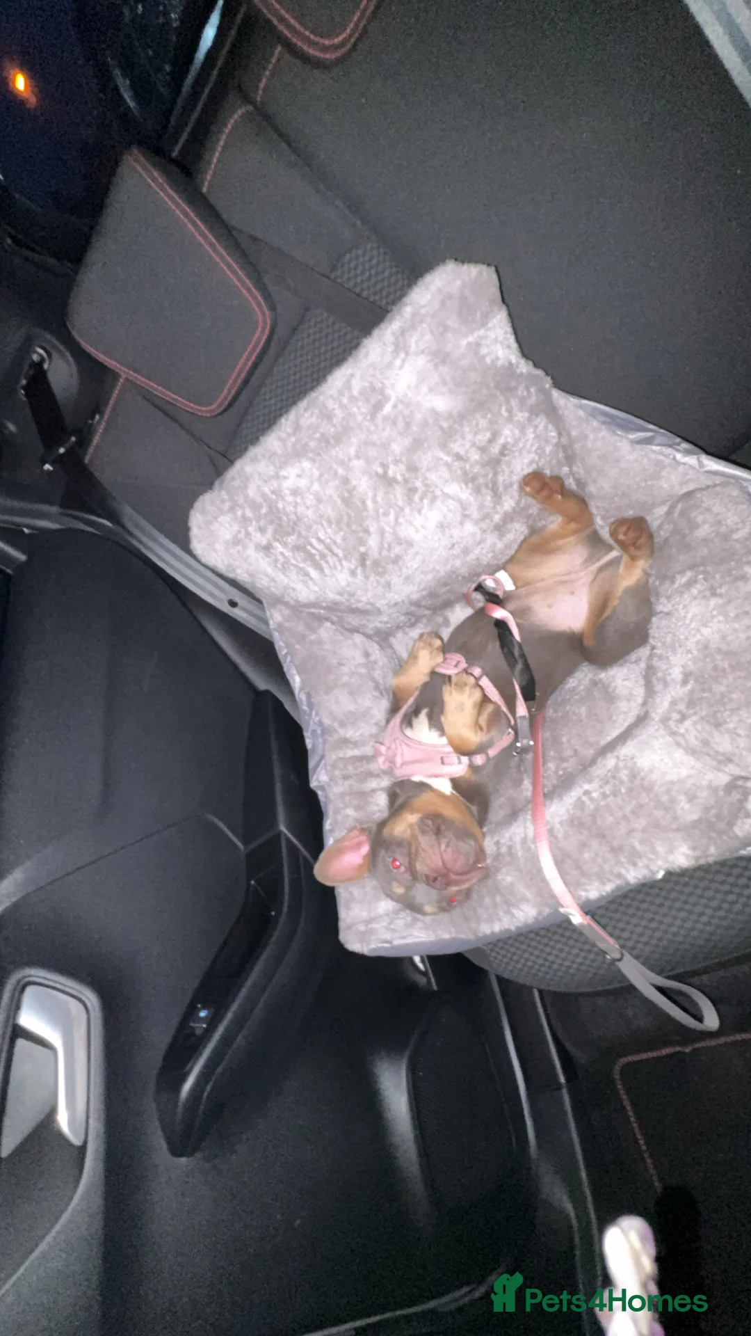 French Bulldog dogs for sale: 2 French bulldog sisters  - Advert 5