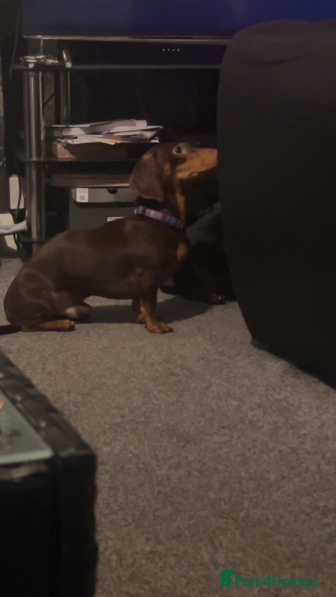 Dachshund dogs for stud: For stud only !! Chocolate dachshund  - Image 2