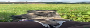 German Shepherd 2