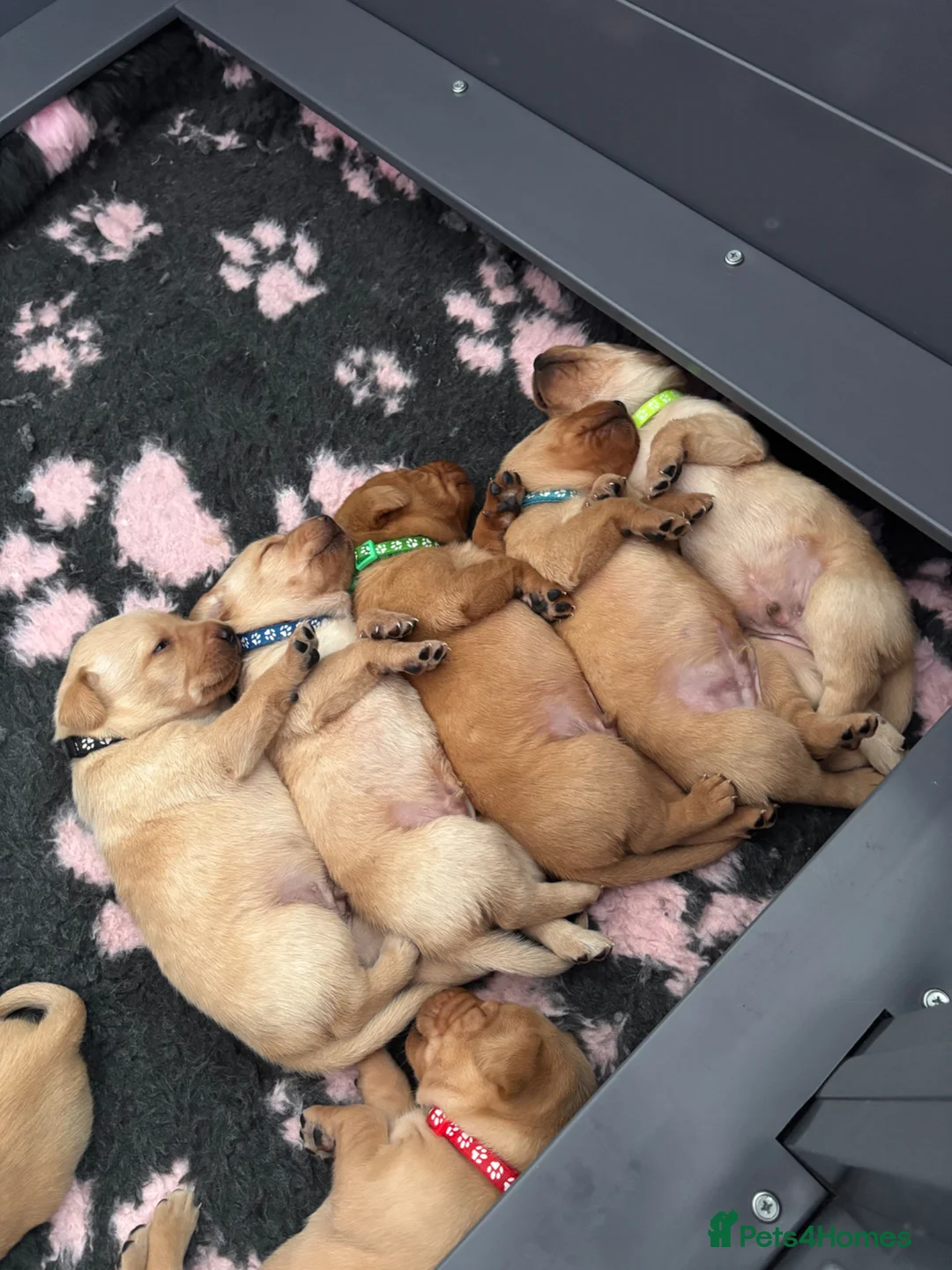 Labrador Retriever dogs for sale: Beautiful KC Registered Working Labrador pups in Leyland - Advert 2