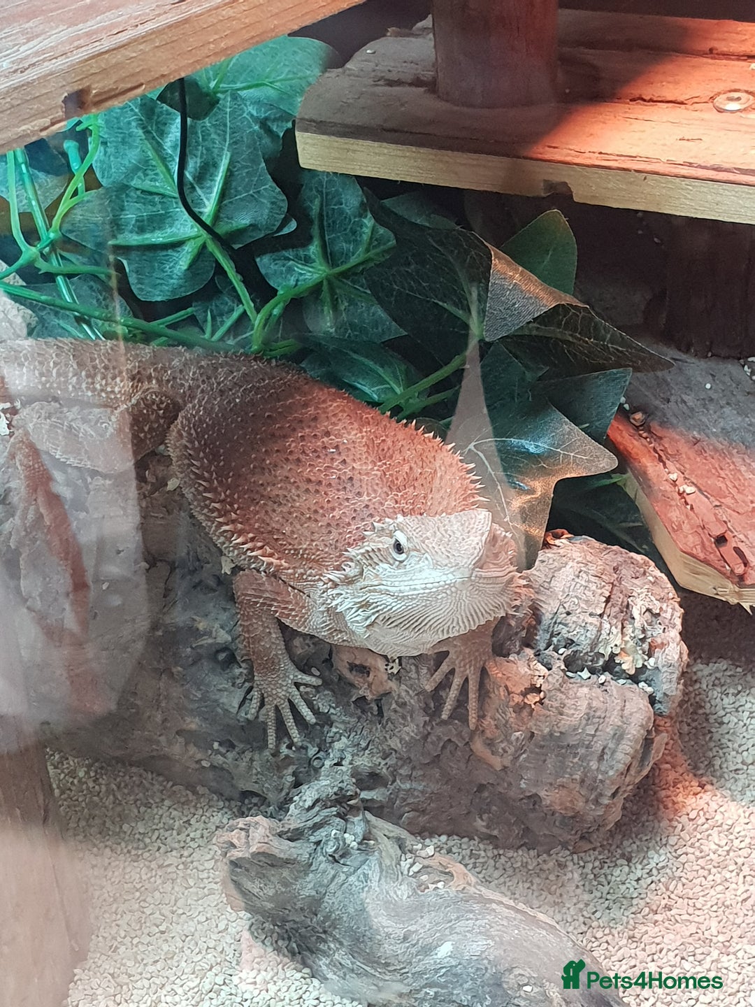 Bearded Dragon reptiles for sale: female bearded dragon with full set up - Image 15