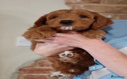 Australian Labradoodle dogs for sale: Miniature Australian labradoodle pups 100% Pure  - Image 4
