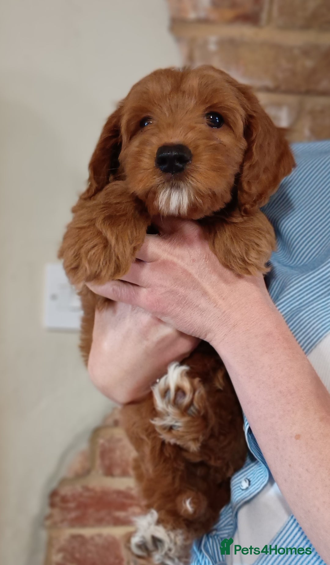 Australian Labradoodle dogs for sale: Miniature Australian labradoodle pups 100% Pure  - Image 4