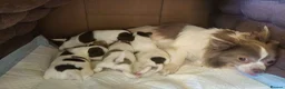 Chihuahua dogs for sale: Full pedigree long coat chihuahua lilac/chocolate - Advert 12