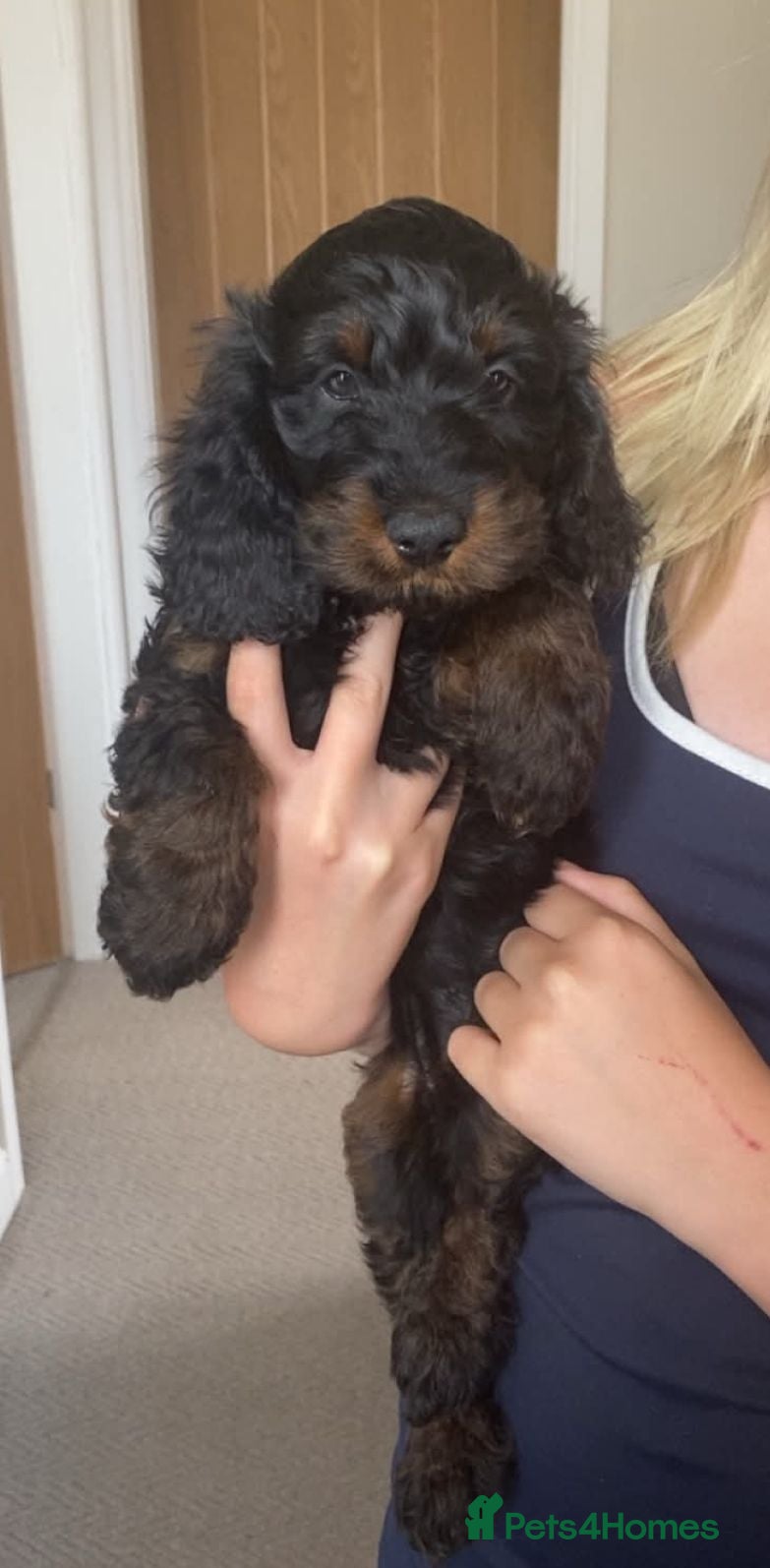 Cockapoo dogs F1 Cockapoo puppies - Advert 1
