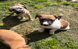 Mixed Breed dogs for sale: Beddy whippet x Russel - Image 2