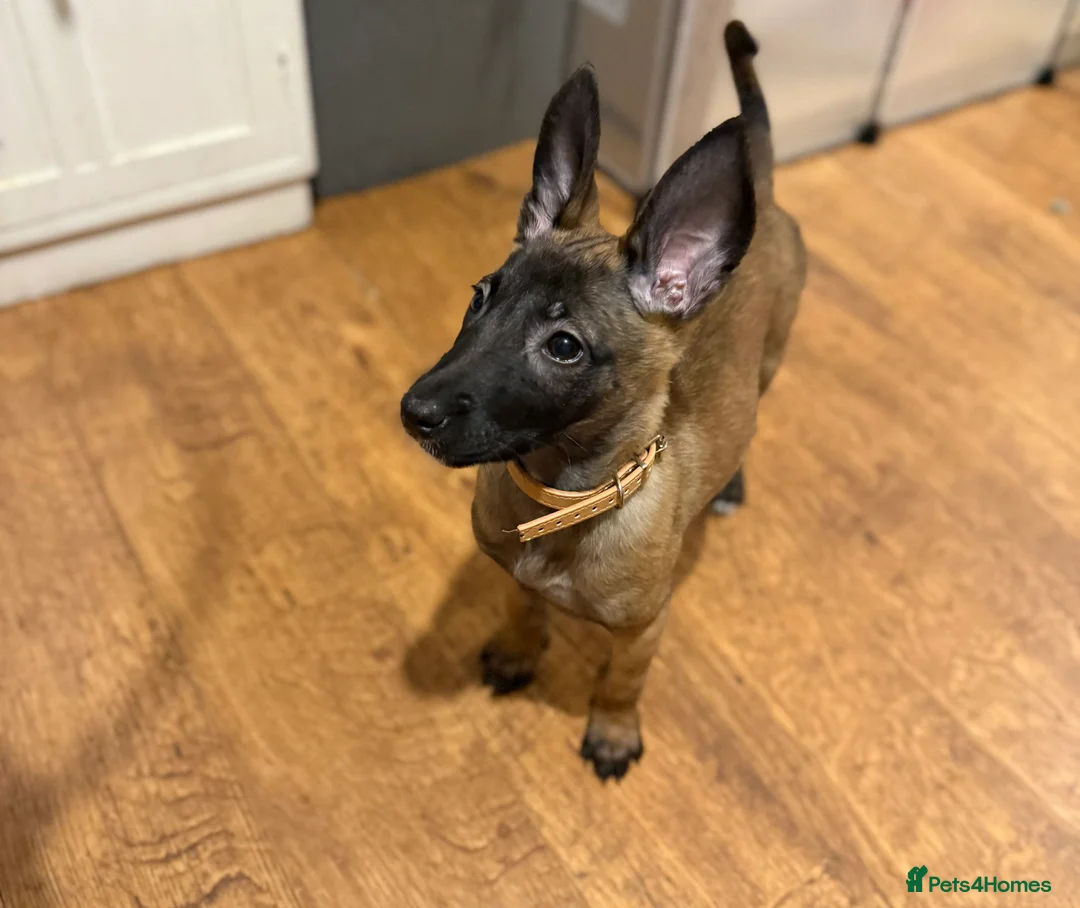 Belgian Shepherd Dog dogs for sale: TOP QUALITY Belgian Malinois Puppies - Advert 13