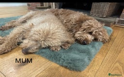 Goldendoodle dogs for sale: Golden doodles f1b - Advert 6