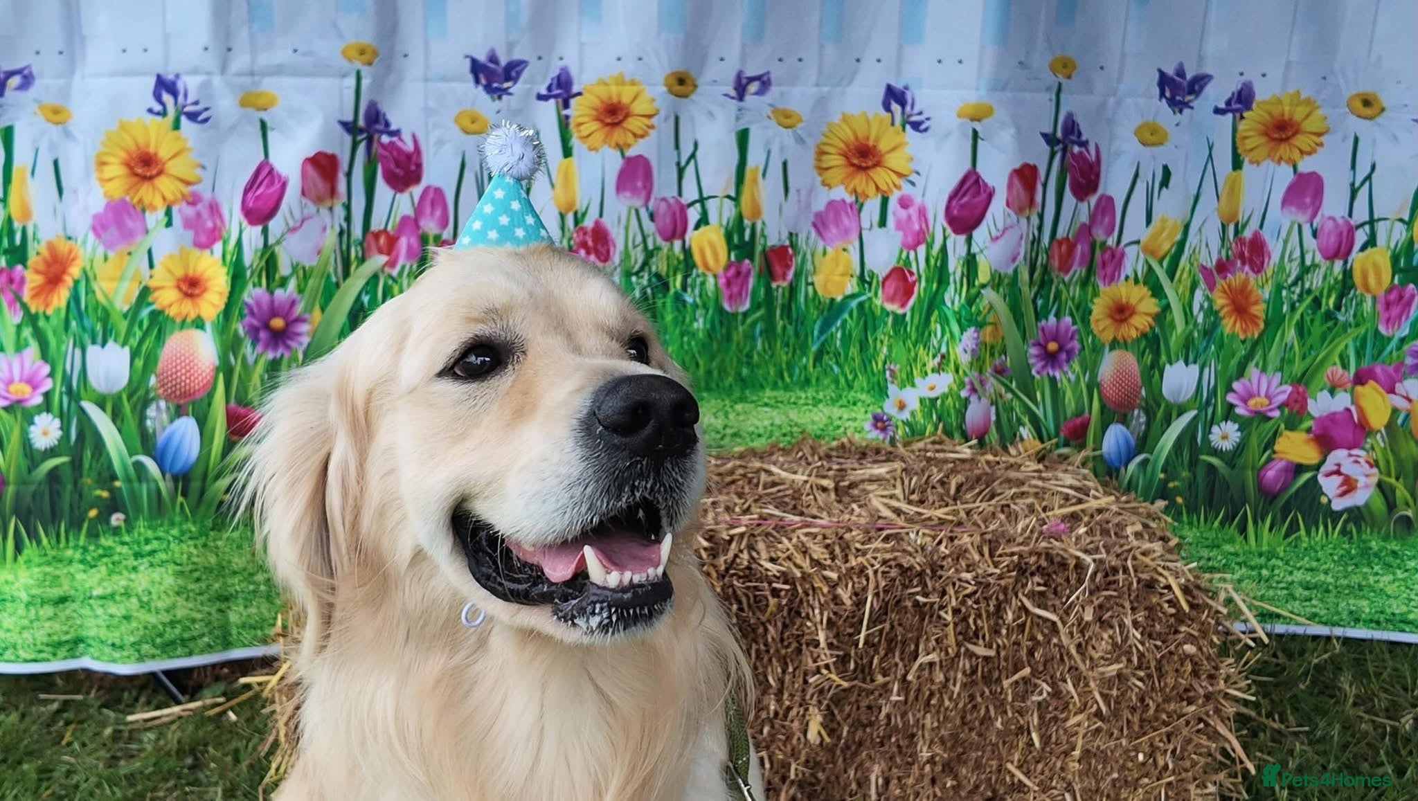 Golden Retriever dogs stud  - Advert 1